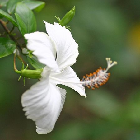 Pousada Hanalei Itacaré Exterior foto